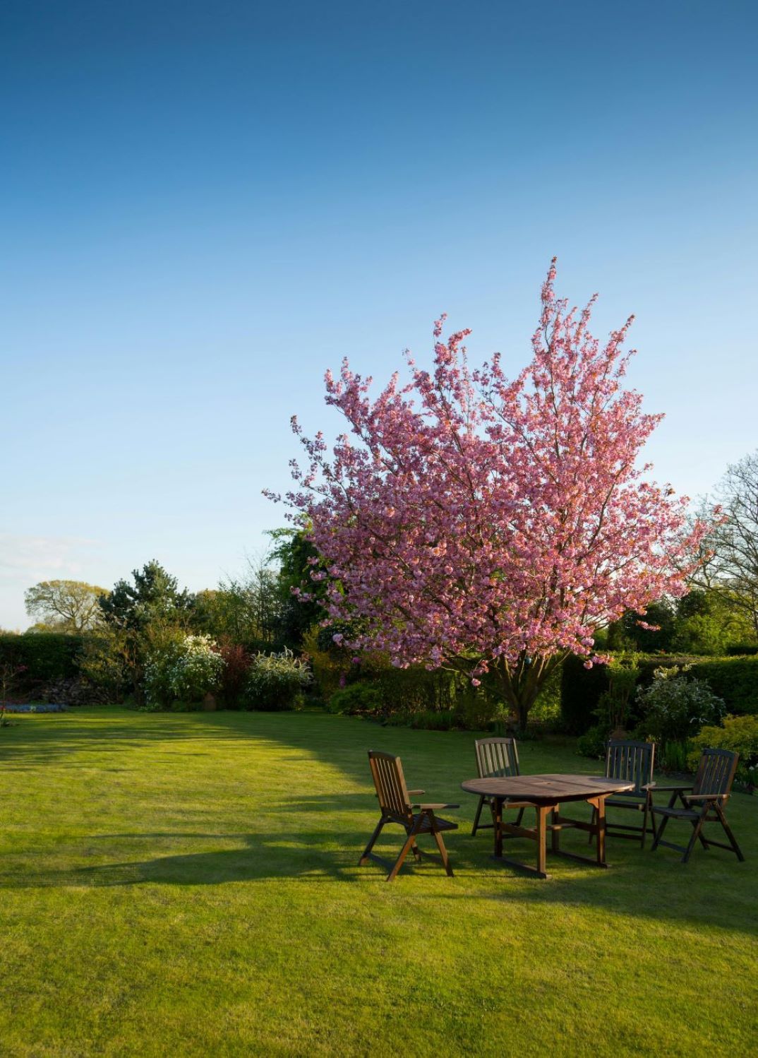 pelouse de jardin après la tonte